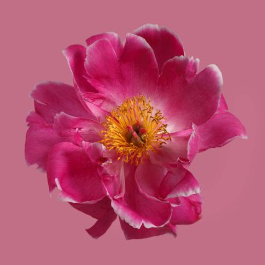 Pembe şakayık çiçeği pembe arka planda izole edilmiş..