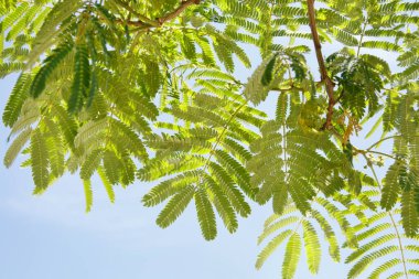 Güneşli bir günde mavi gökyüzüne karşı uzun dikenli akasya dalları.