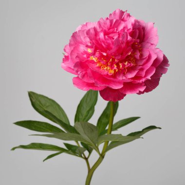 Gri arka planda izole edilmiş parlak pembe şakayık çiçeği..