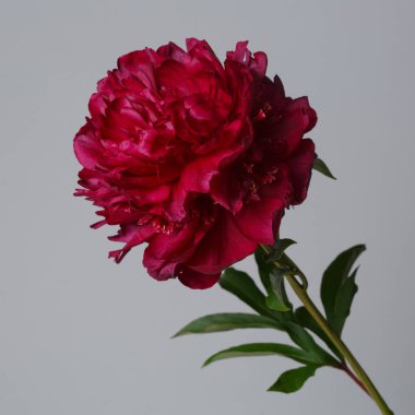 Koyu kırmızı şakayık çiçeği gri arka planda izole edilmiş.