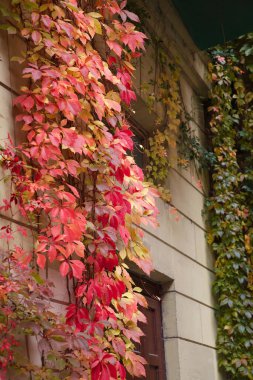 Doğal duvar kağıdı, sonbahar üzümleriyle sarmalanmış duvar..