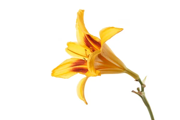 Yellow Orange Daylily Flower Isolated White Background — Stock Photo, Image