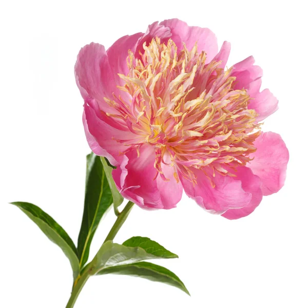 Flor Peônia Brilhante Com Pétalas Rosa Estames Laranja Exuberantes Isolados — Fotografia de Stock