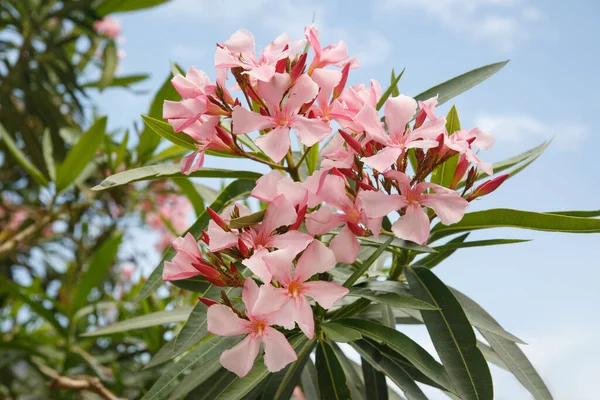 Finom Rózsaszín Oleander Virágok Felé — Stock Fotó