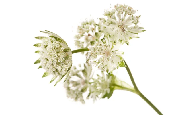 Blomstã Llning Vita Blommor Astrantia Isolerad Vit Bakgrund — Stockfoto