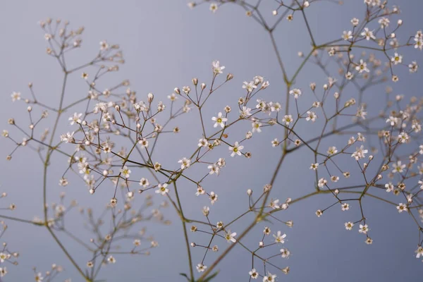 花の壁紙 灰色の背景に白いジプシーの枝 — ストック写真