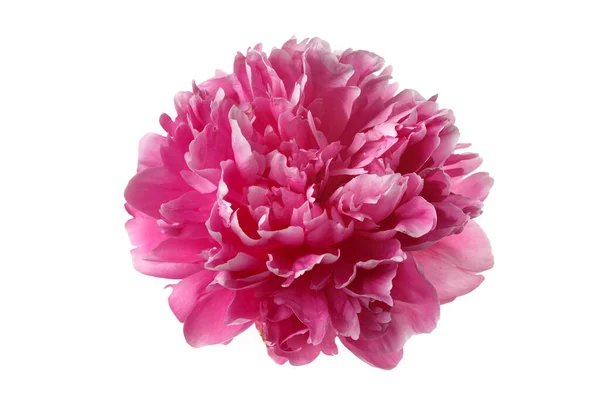 Gyönyörű Rózsa Alakú Bazsarózsa Virág Rózsaszín Színű Elszigetelt Fehér Háttér — Stock Fotó