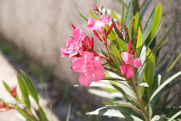 Rózsaszín Oleander Virágok Egy Nyári Napon Természetes Tapéta — Stock Fotó