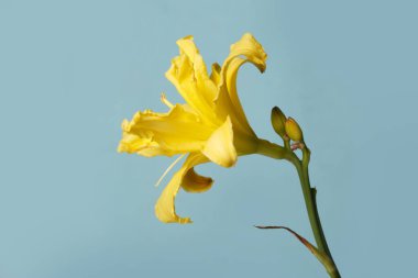 Parlak sarı gündüz çiçekleri gökyüzünde izole edilmiş mavi arka plan.