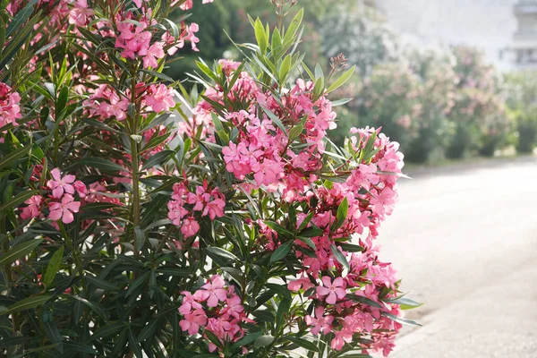 Delicadas Flores Oleandro Rosa Dia Verão Papel Parede Natural — Fotografia de Stock