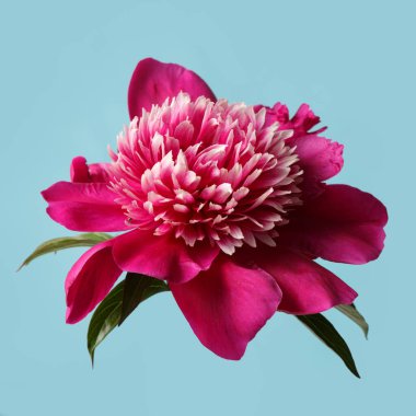 Mavi arka planda izole edilmiş zarif koyu pembe şakayık..