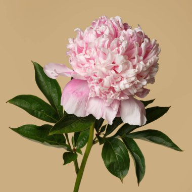 Bej arka planda pembe renkli güzel gül şekilli şakayık çiçeği..