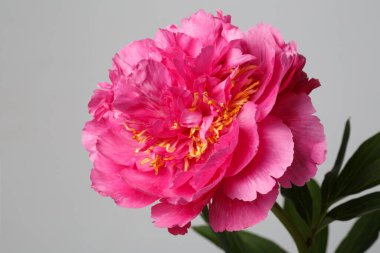 Gri arka planda izole edilmiş parlak pembe şakayık çiçeği..