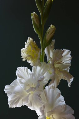 Siyah arkaplanda beyaz gladiolus çiçekleri.