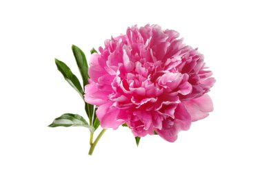 Beyaz arka planda pembe renkli güzel gül şekilli şakayık çiçeği..