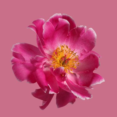 Pembe şakayık çiçeği pembe arka planda izole edilmiş..