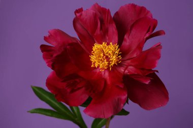 Mor arkaplanda koyu kırmızı, zarif şakayık çiçeği..