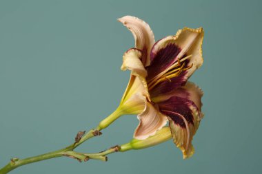 Onange kırmızısı çiçekleri yeşil arkaplanda izole edilmiş..