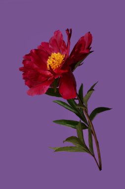 Mor arkaplanda koyu kırmızı, zarif şakayık çiçeği..