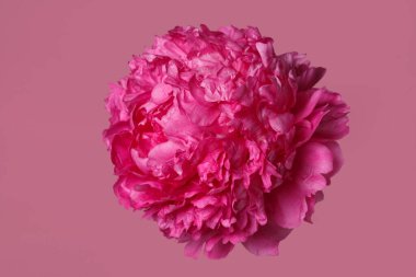 Pembe arka planda izole edilmiş parlak pembe şakayık çiçeği..