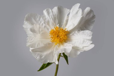 Gri arkaplanda izole edilmiş zarif, beyaz şekilli şakayık çiçeği..