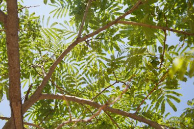 Güneşli bir günde mavi gökyüzüne karşı uzun dikenli akasya dalları.