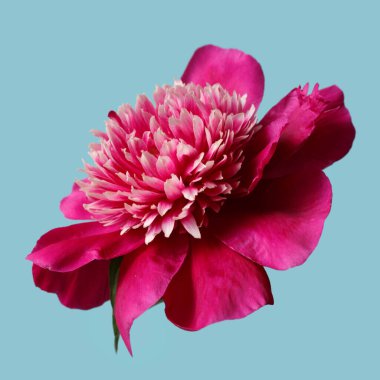 Mavi arka planda izole edilmiş zarif koyu pembe şakayık..