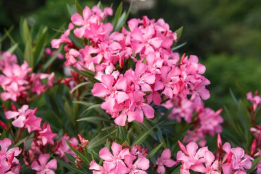 Bir yaz gününde narin pembe zakkum çiçekleri, doğal duvar kağıdı..