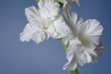 Mavi arka planda beyaz gladiolus çiçekleri.
