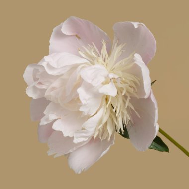 Bej bir arka planda saklanmış yumuşak pembe şakayık çiçeği..