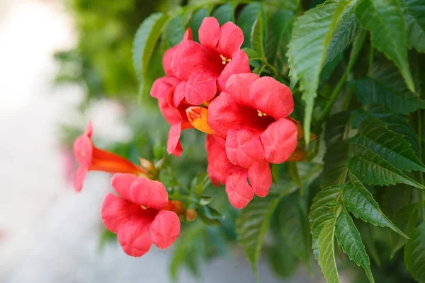 Röda Tropiska Blommor Sommardag — Stockfoto