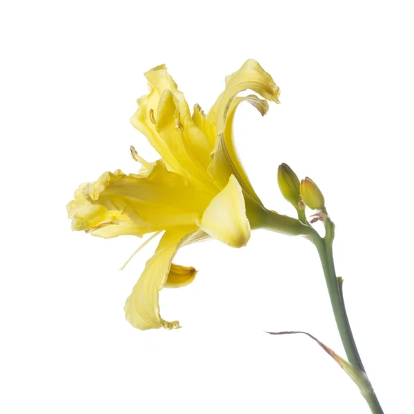 Bright Yellow Daylily Flower Isolated White Background — Stock Photo, Image