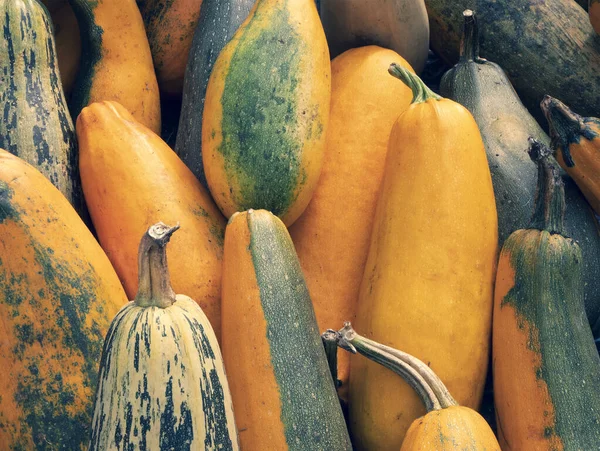 Large, long zucchini, courgette and marrow with yellow or dark green skin. Harvested vegetables. Autumn harvest