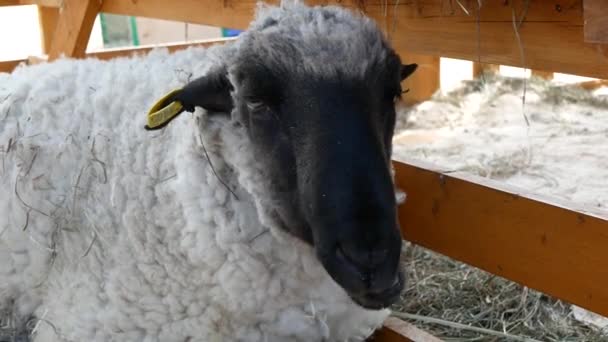 Face Black Sheep Farm Close Sheep Leisurely Chewing Hay — Stock Video