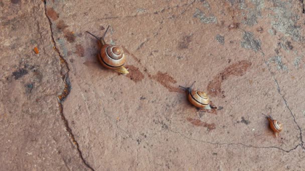 Caracóis Rastejar Numa Parede Três Caracóis Estão Movendo Simultaneamente Deixando — Vídeo de Stock