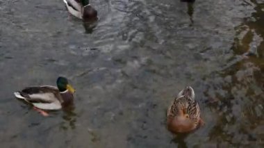 Yaban ördekleri ve drenler gölette yüzüyor, yaklaşın. Yaban ördekleri suda hareket ediyor.