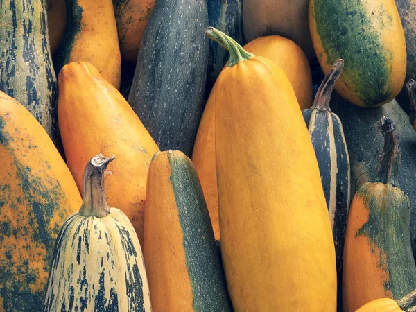 Sarı ya da koyu yeşil kabak. Toplanan sebzelerle sonbahar arkaplanı, kapatın.