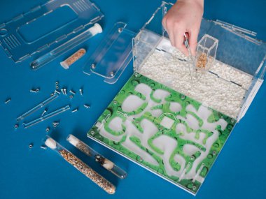 Karınca çiftliği arenasını küçük beyaz süs taşlarıyla dolduruyorlar. Bir karınca kolonisini formikaryum haline getirmeden önce hazırlık faaliyetleri