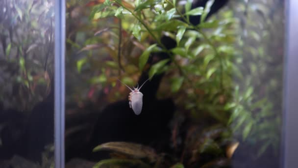 Asolene Spixi Slak Kruipt Aquariumwand Wiebelt Met Zijn Tentakels Aquarium — Stockvideo