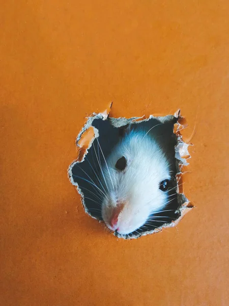 Ciekawy Biały Szczur Wychodzi Dziury Kartonowym Pudełku Słodkie Zwierzątko Mysz — Zdjęcie stockowe