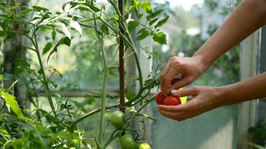 Çiftçi elleri bir daldan olgun domatesleri topluyor. Yerel sebze üretimi, kopyalama alanı