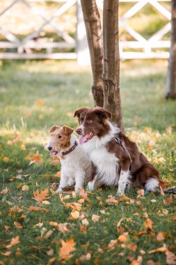 Köpek sonbaharı doğada. Çayırda koşan aktif evcil hayvan. Günbatımında köpekler. 