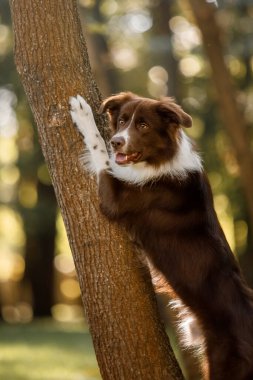 Ağaçta patileriyle poz veren bir köpek. Border Collie köpek cinsi. Köpek numaraları. Sonbahar sezonu