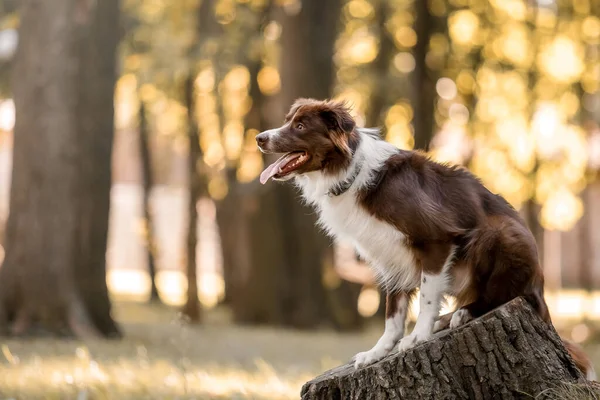 Hondenrennen Tuin Actieve Hond Border Collie Hond Loopt — Stockfoto