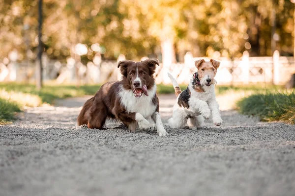 Köpek Sonbaharı Doğada Çayırda Koşan Aktif Evcil Hayvan Günbatımında Köpekler — Stok fotoğraf