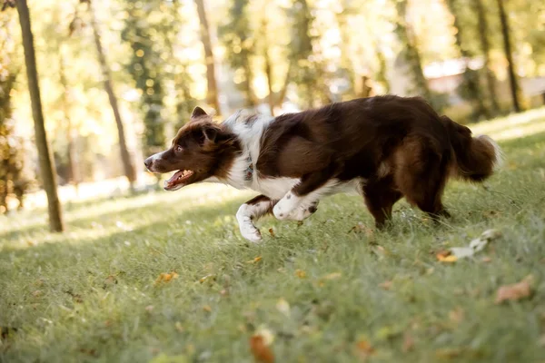Φωτογραφία Δράσης Σκύλου Σκύλος Τρέχει Στον Κήπο Καφέ Λευκό Σύνορα — Φωτογραφία Αρχείου