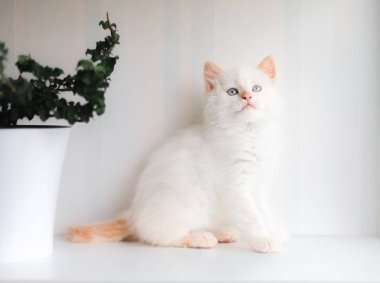 Beyaz tüylü kedi. Evdeki küçük kedi yavrusu. Evcil hayvan konsepti