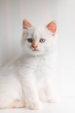 Beyaz tüylü kedi. Evdeki küçük kedi yavrusu. Evcil hayvan konsepti