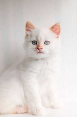 Beyaz tüylü kedi. Evdeki küçük kedi yavrusu. Evcil hayvan konsepti