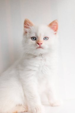 Beyaz tüylü kedi. Evdeki küçük kedi yavrusu. Evcil hayvan konsepti